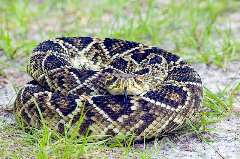 Eastern diamondback rattlesnake Hilton Head Bluffton Beaufort wildlife