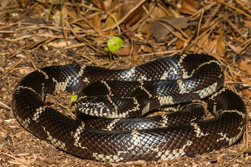 Eastern kingsnake Hilton Head Bluffton Beaufort wildlife