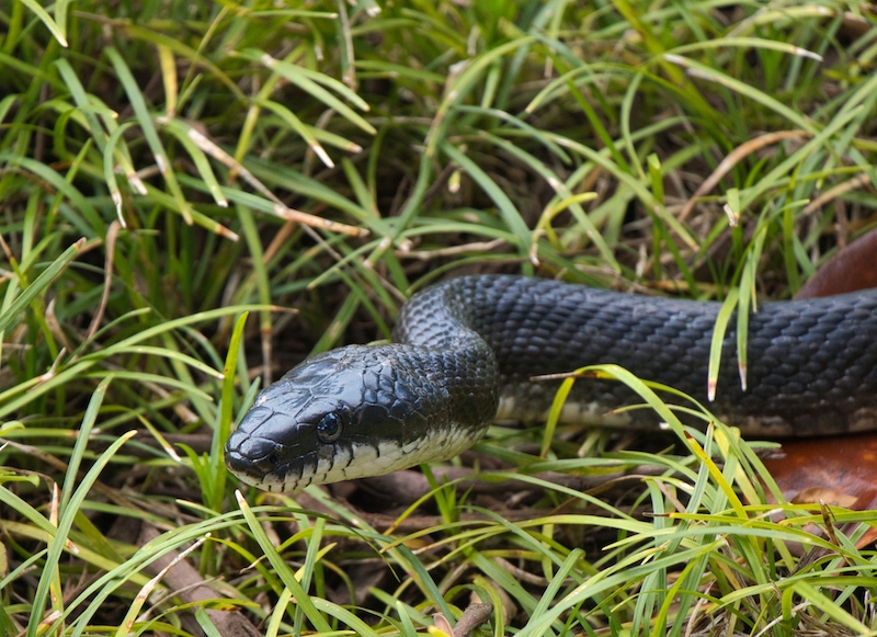 Eastern rat snake Hilton Head Bluffton Beaufort wildlife