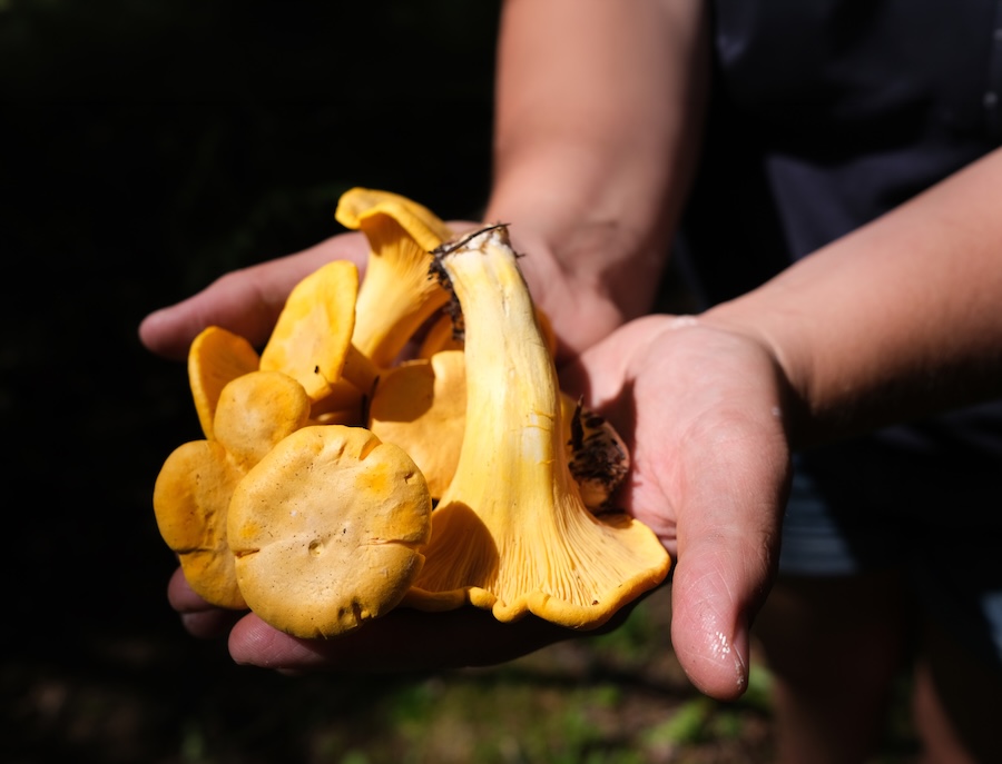 Chanterelle mushroom foraging in the forest