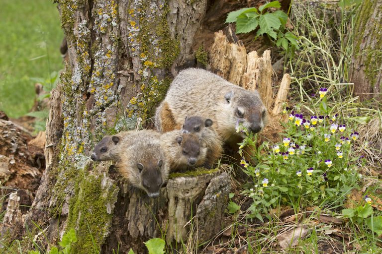 Groundhog pups in Lowcountry baby wildlife Hilton Head Island Bluffton Beaufort