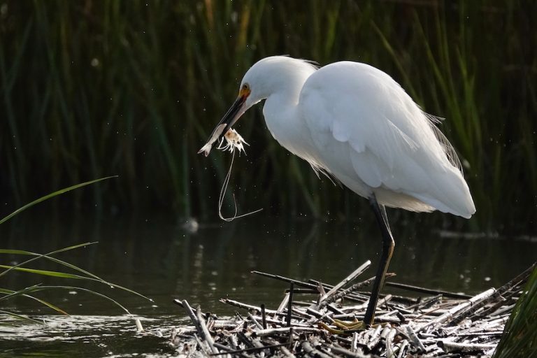 Kayaking broad creek guide with Dave Kerns Kayak Hilton Head snowy egret eating shrimp