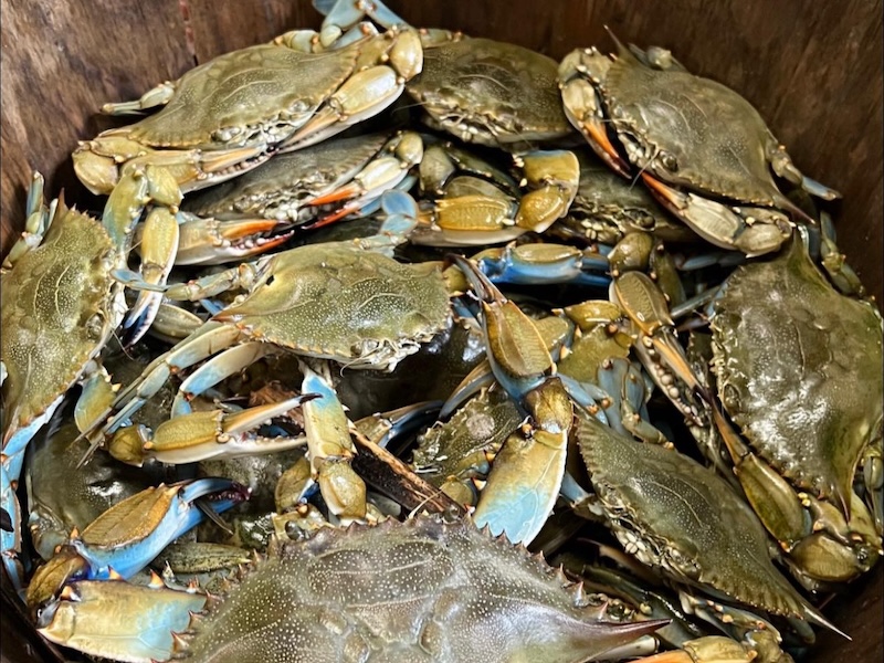 blue crabs in a barrel