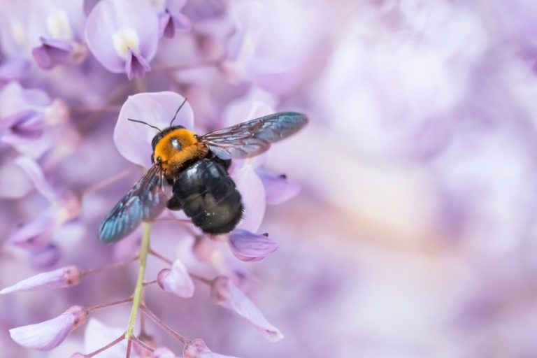 Native bees Hilton Head Bluffton Beaufort Lowcountry science pollinators