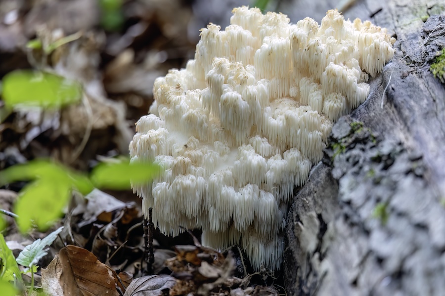Lion's mane, (Hericium erinaceus ) also called monkey head mushroom, bearded tooth mushroom, satyr's beard, bearded hedgehog mushroom, pom pom mushroom, or bearded tooth fungus.