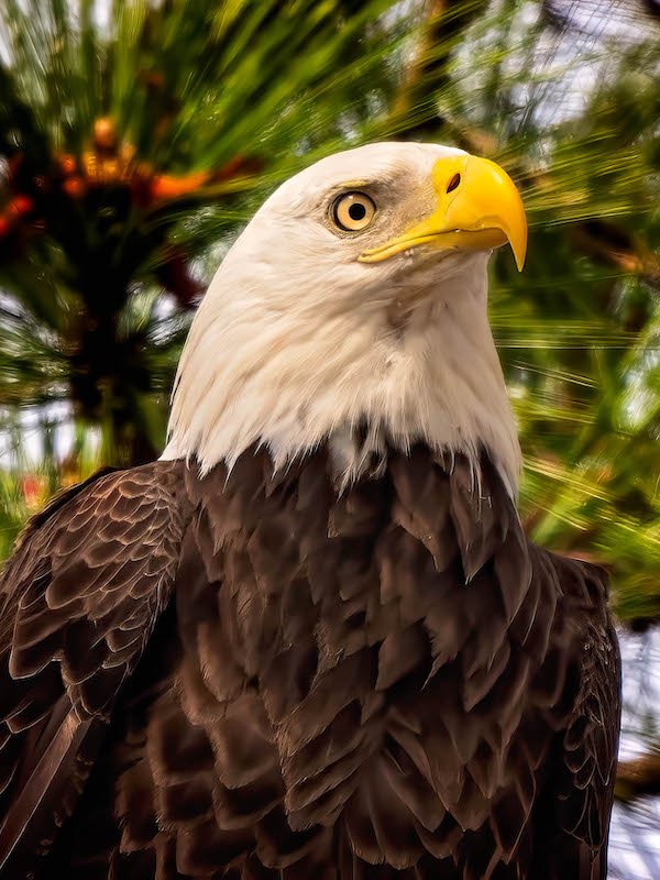 bald eagle, by Beaufort South Carolina wildlife photographer Dr. Jeff Kramer