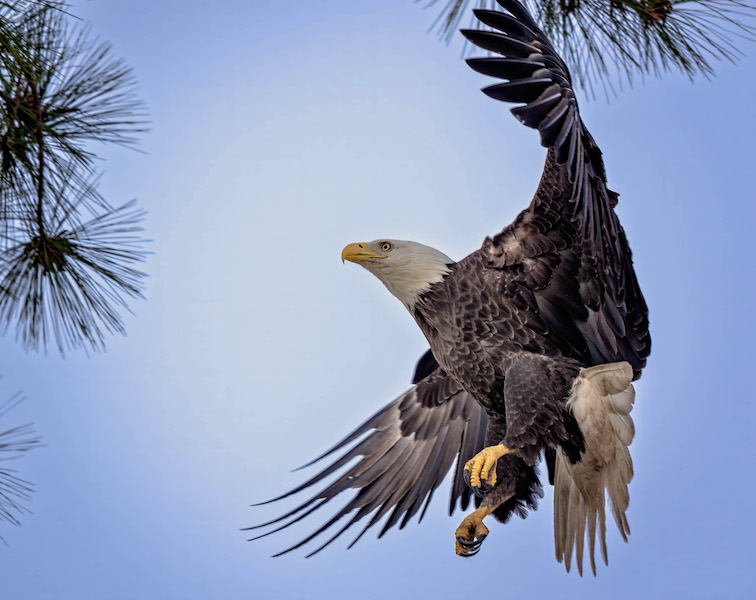 bald eagle, flying by Beaufort South Carolina wildlife photographer Dr. Jeff Kramer