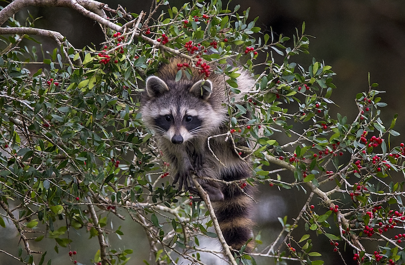 raccoon by Beaufort South Carolina wildlife photographer Dr. Jeff Kramer
