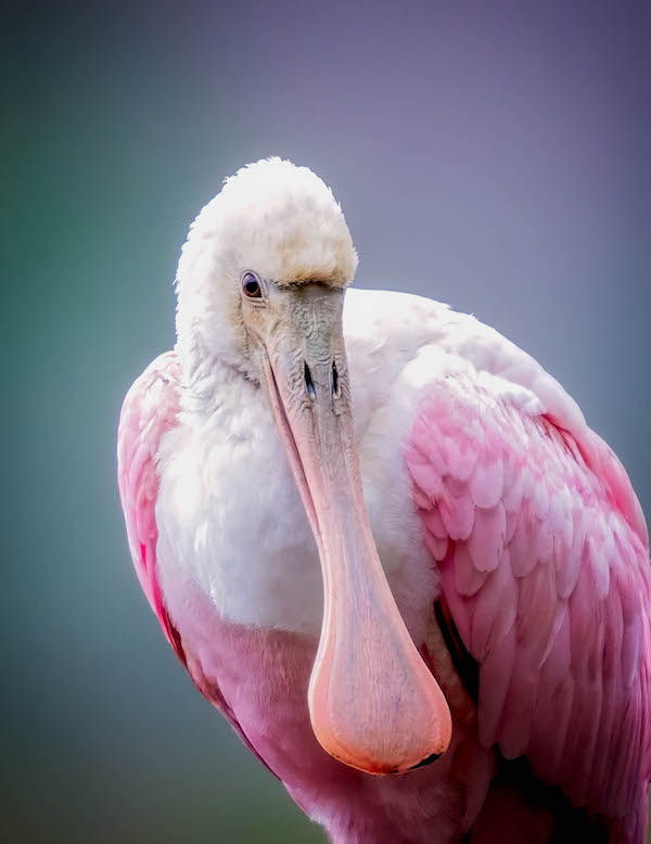 roseate spoonbill by Beaufort South Carolina wildlife photographer Dr. Jeff Kramer