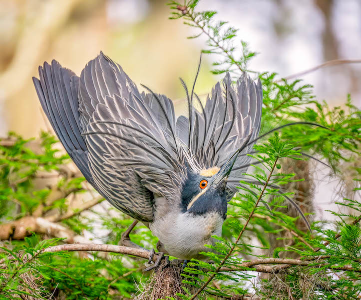 Yellow-crowned night by Beaufort South Carolina wildlife photographer Dr. Jeff Kramer