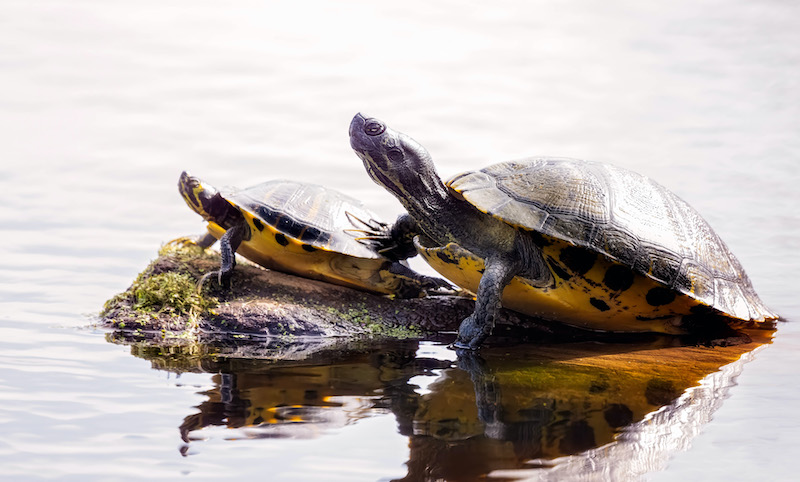 yellow-bellied slidersby Beaufort South Carolina wildlife photographer Dr. Jeff Kramer