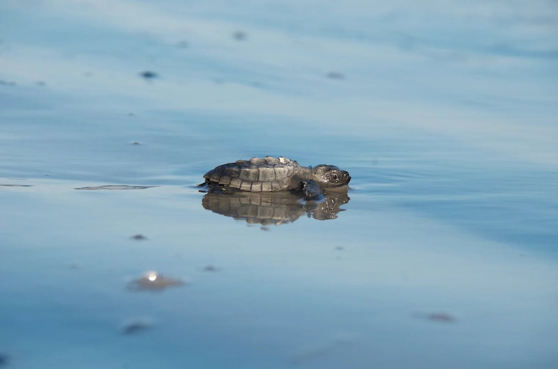 Baby sea turtle hatchling making way to ocean on Hilton Head Island