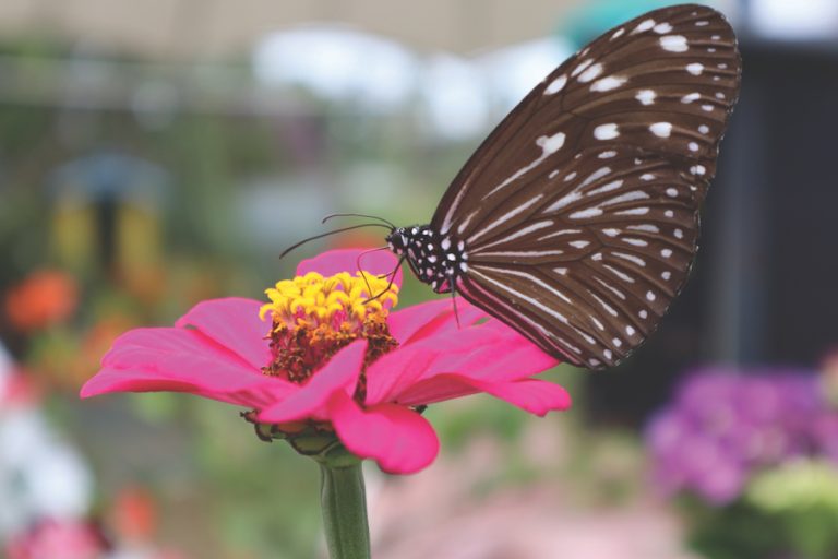 Butterfly landing on a zinnia flower, Suzanne Barton's choice of Mother's Day flower