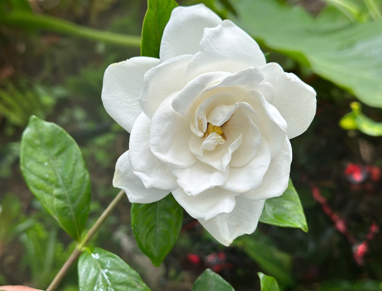 Gardenia flowers for DIY bath soak using garden flowers recipe