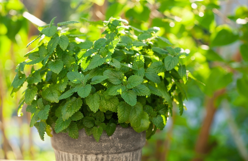 Lemon balm plant and a perfect herb to grow and add to iced tea