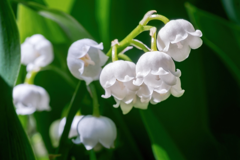 Lily of the valley May birth flower bouquet ideas