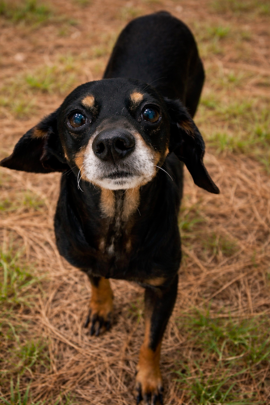 Meritt Senior pets care guide