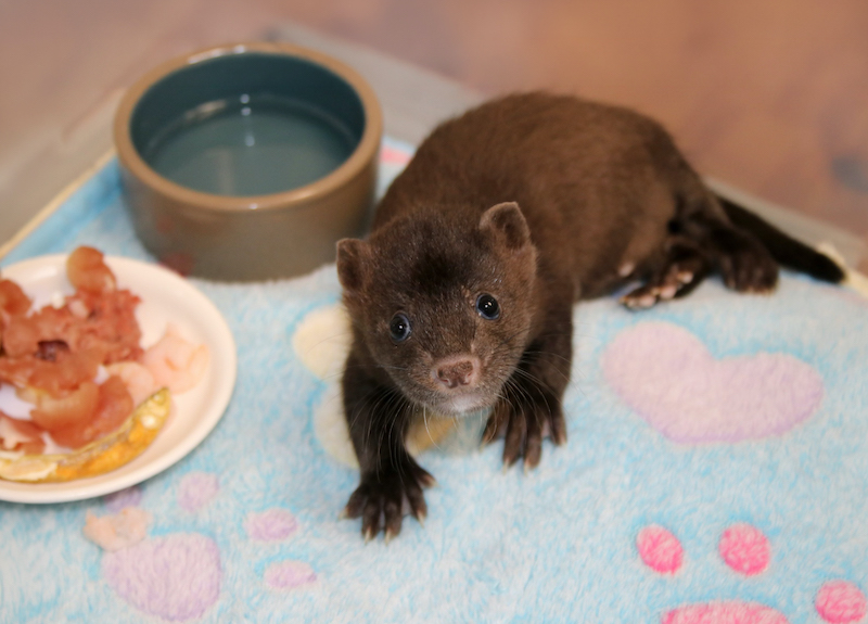 Mink Oscar playing as a kit at the Savannah Wildlife Rescue Center