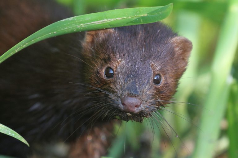 Mink in marshland small hunters and essential to Lowcountry ecosystem