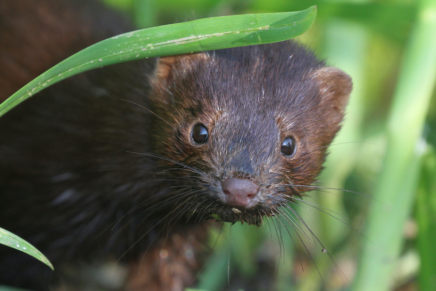 Mink in marshland small hunters and essential to Lowcountry ecosystem