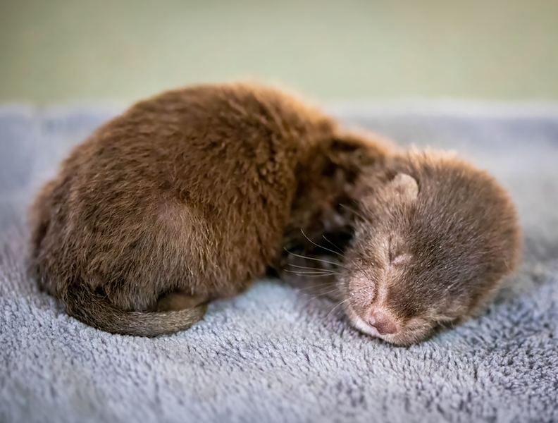 Oscar as a baby, sleeping.