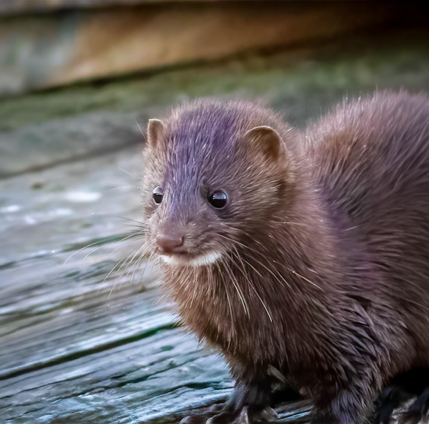 Mink with a white patch under chin, a clear sign separating a mink from an otter