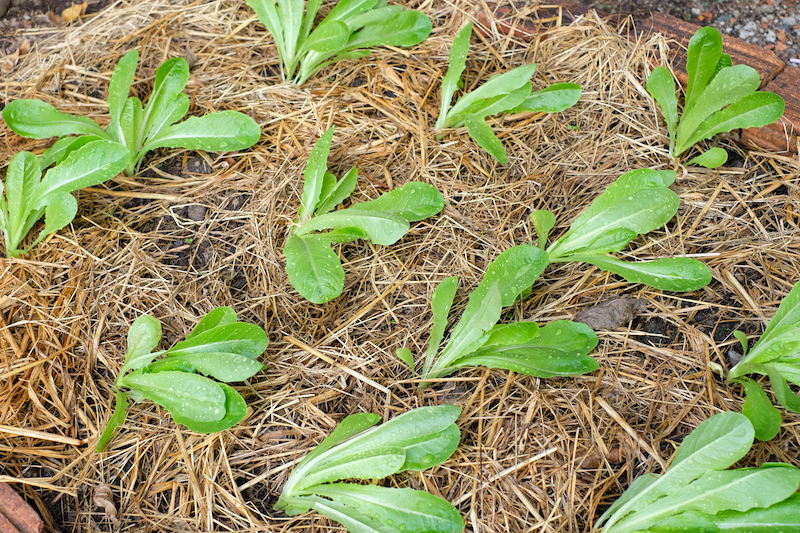 Mulching protects Lowcountry gardens from extreme heat in the spring and summer