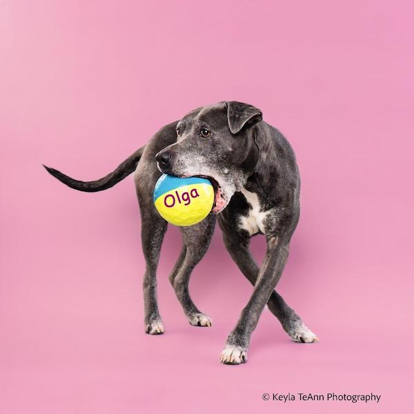 Olga Senior pets care guide