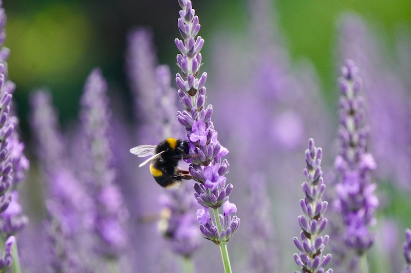 Close-up of a bumble bee collecting pollen from blooming lavender flowers on a bright English summer evening