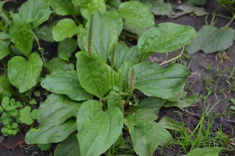 Plantain leaves growing in grass used for natural skin remedies