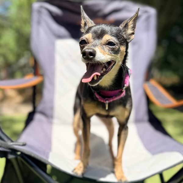 Quinn Senior pets care guide