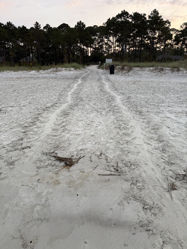Sea turtle tracks in the sand Hilton Head Island beaches sea turtle nests