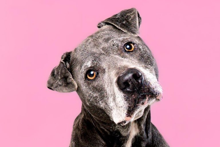 Senior pets care guide