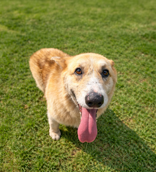 Sherlock Senior pets care guide