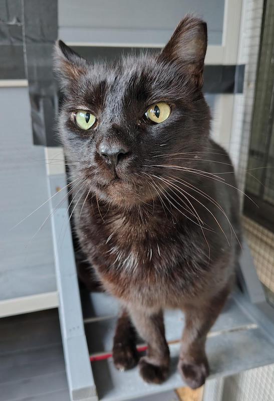 Tenille Senior pets care guide