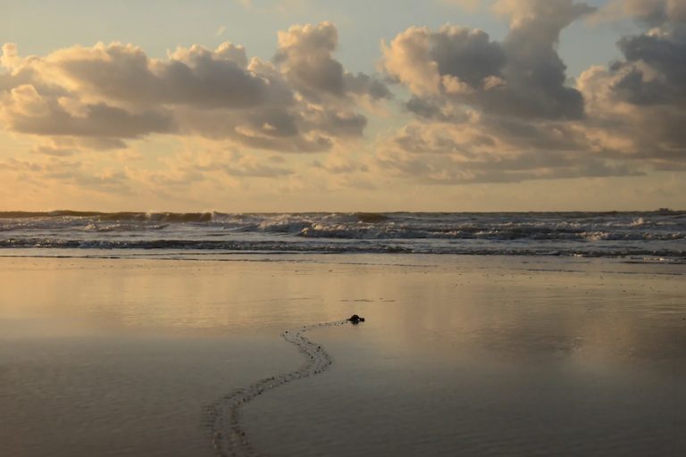 Turtle Trackers Sea Turtle Nesting season May through October on Hilton Head Island