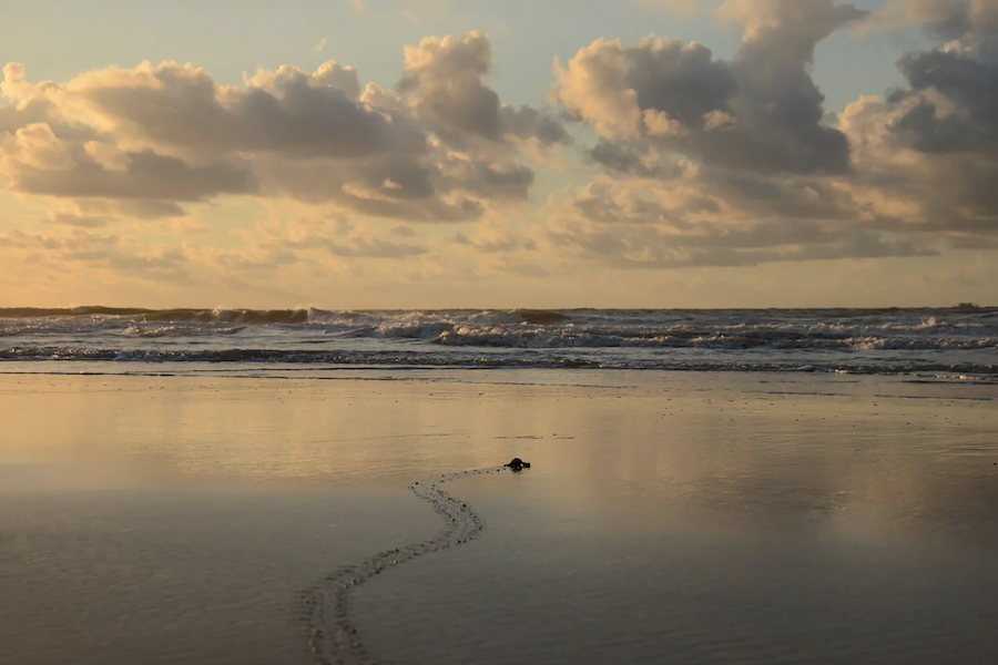 Turtle Trackers Sea Turtle Nesting season May through October on Hilton Head Island