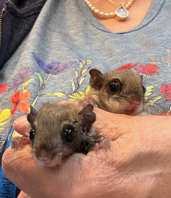 Baby flying squirrels at Savannah Wildlife Rescue Center Georgia