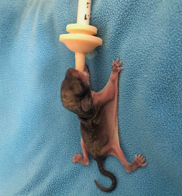 Baby southern flying squirrel feeding at Savannah Wildlife Rescue Center Georgia
