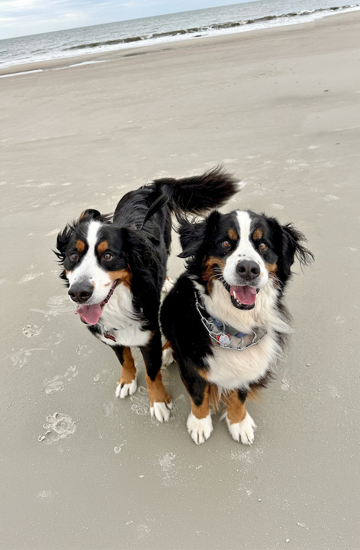 Bernese mountain dogs on Hilton Head Island beach