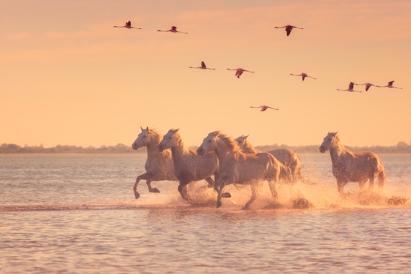White horses running near pink salt ponds in Camargue France