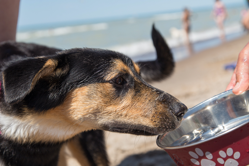 Dog drinking out of a bowl dog on Hilton Head Island beach