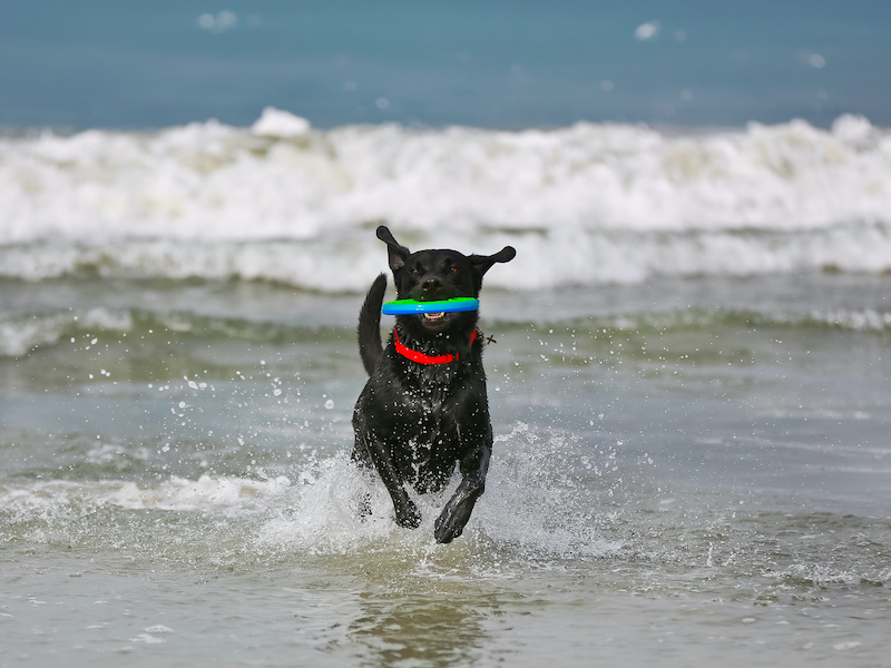 Dog running with toy through water dog on Hilton Head Island beach
