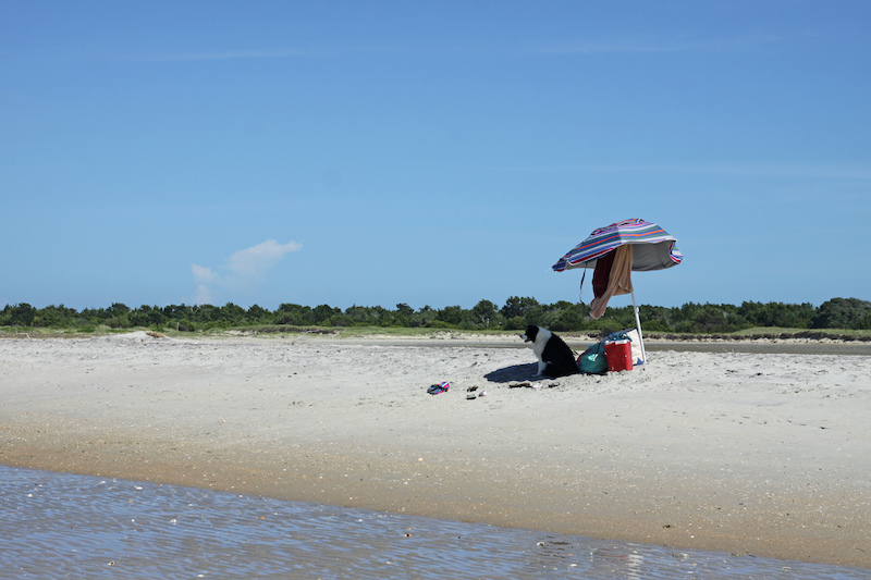 Dog sitting under umbrella dog on Hilton Head Island beach