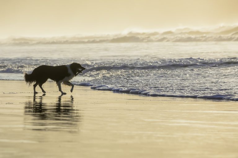 Border Collie Dog Walking on a Beach at Golden Hour