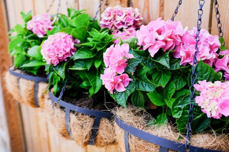 Hanging baskets in Lowcountry garden June