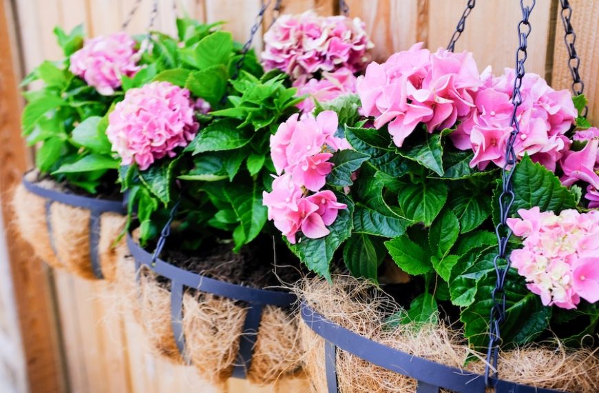 The Unexpected Father’s Day Gift Grill Masters Will Love & More June Gardening Tips