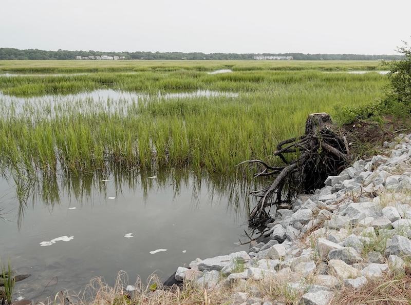 Marsh edge fishing spot in the Lowcountry during incoming tide