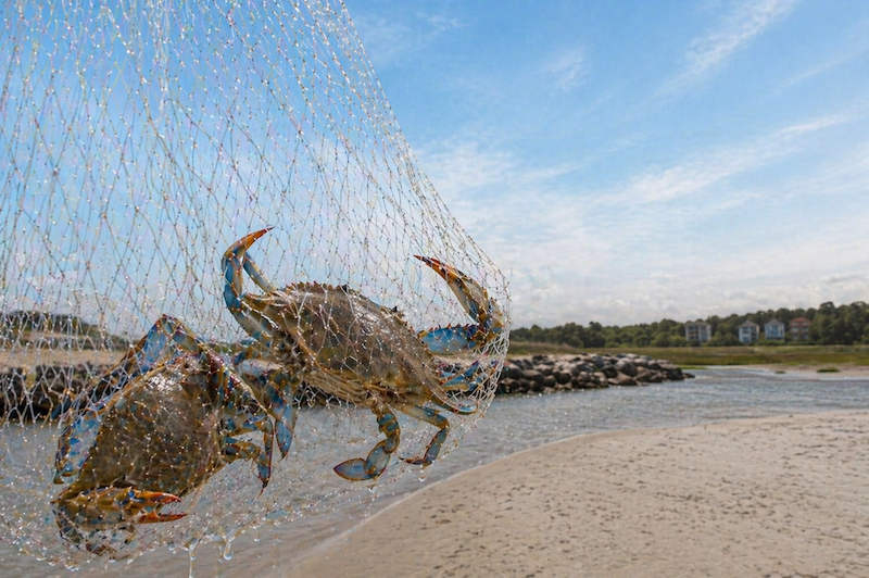 Blue crabs caught in cast net near Hilton Head shoreline