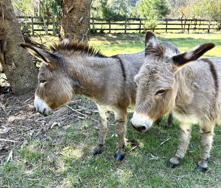 Ossabaw Island Georgia donkeys